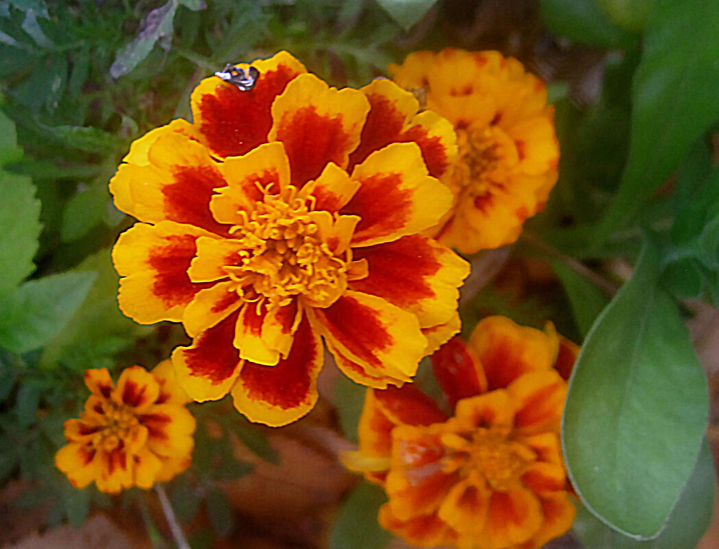 ***** - Елена Семигина ***** - Елена Семигина