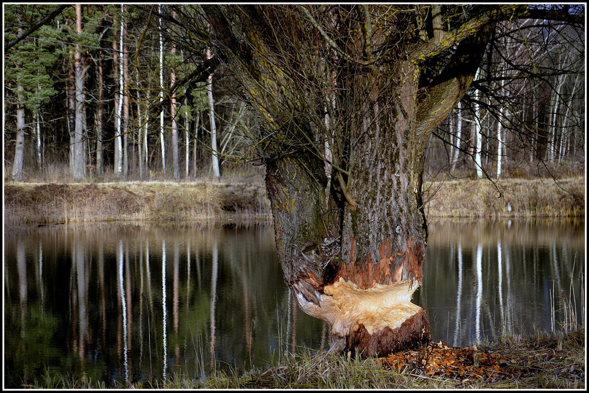 Заготовка на зиму - Aleksandr Gal