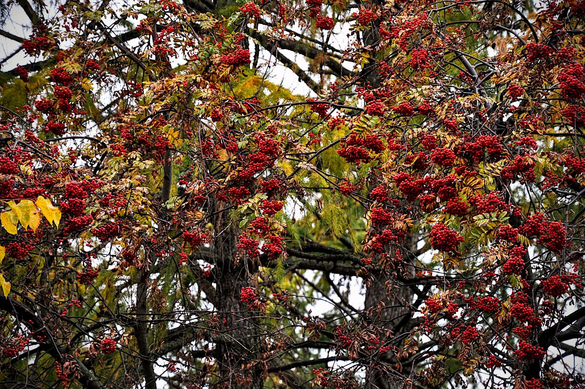 Не поскупилась осень на рябину,,, - Анатолий Колосов