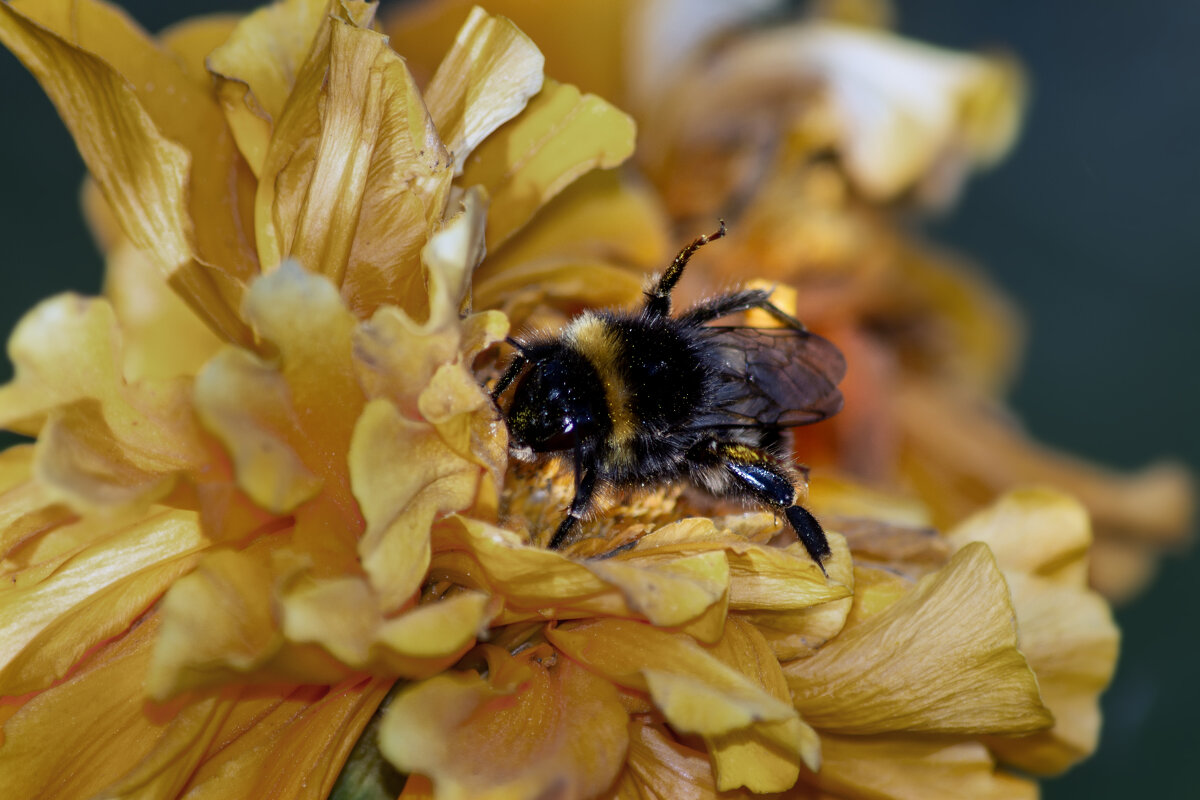 Распылитель - sorovey Sol