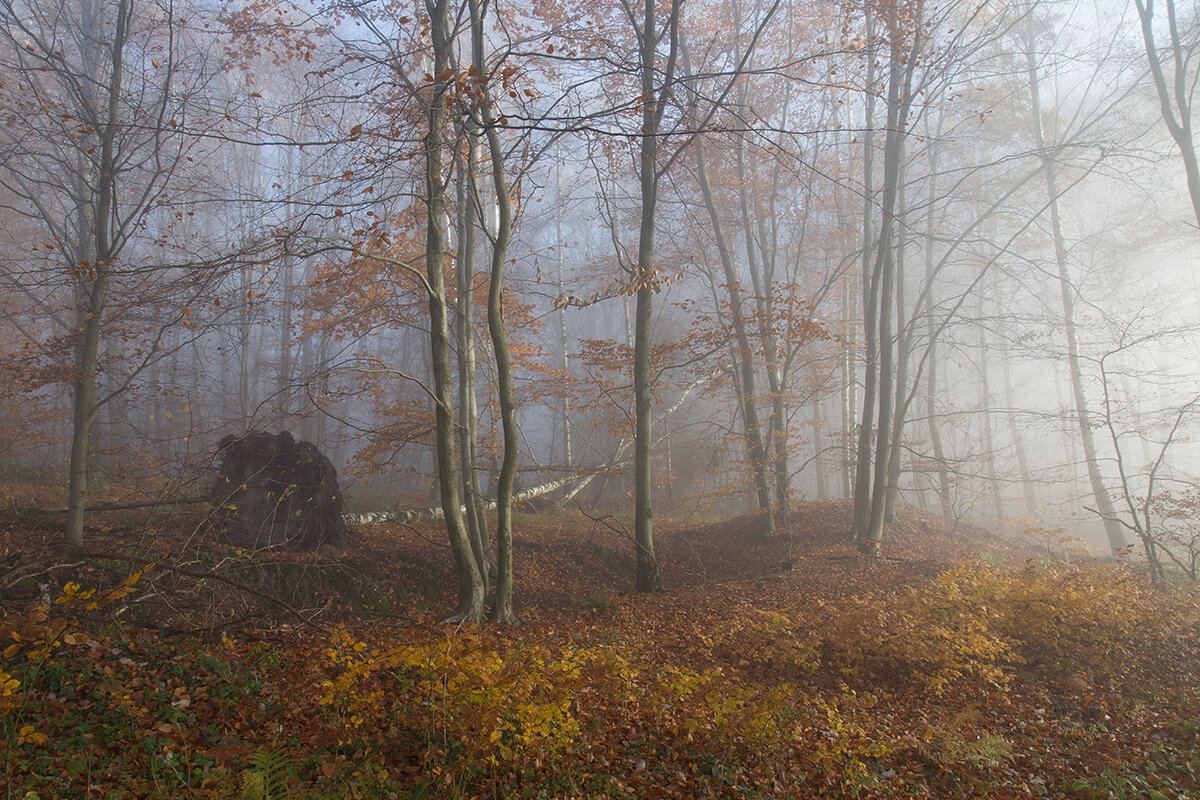 В осеннем лесу.. - igor G.