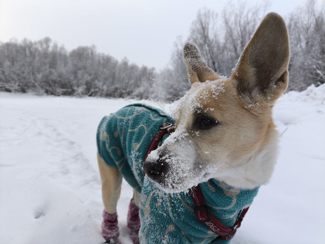 Зима на носу - Anna Ivanova