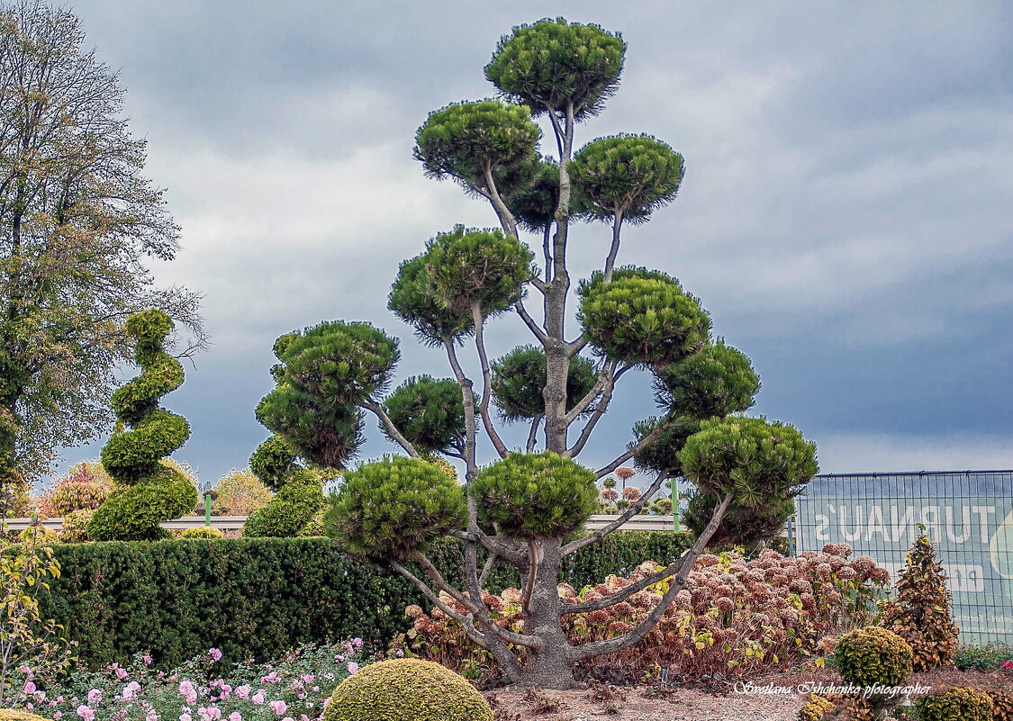 Ниваки из туи - Светлана Ищенко