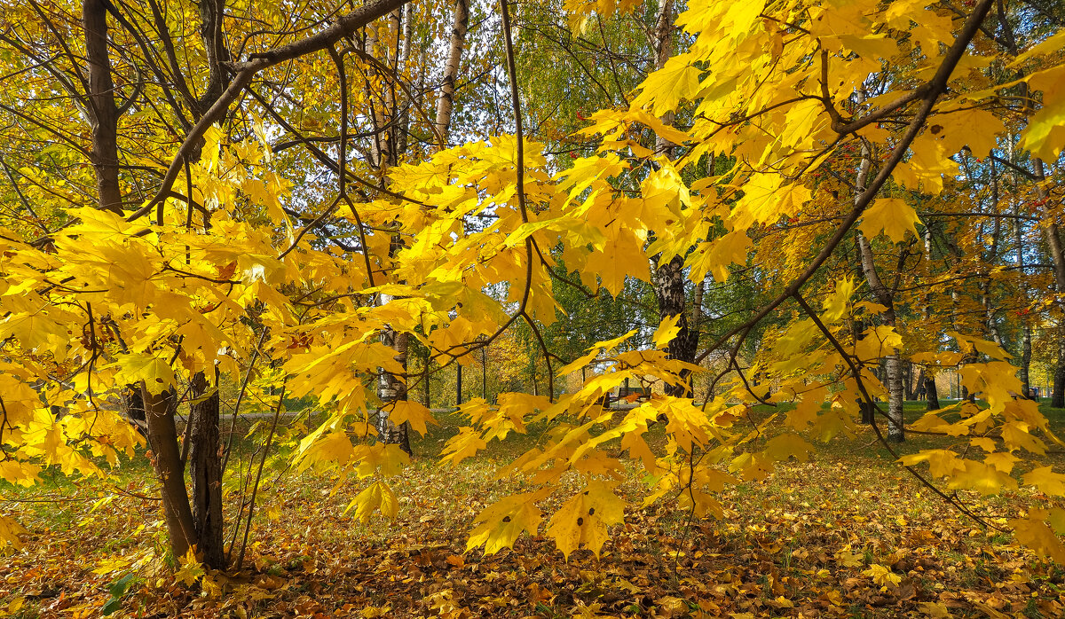 Осенние - юрий поляков