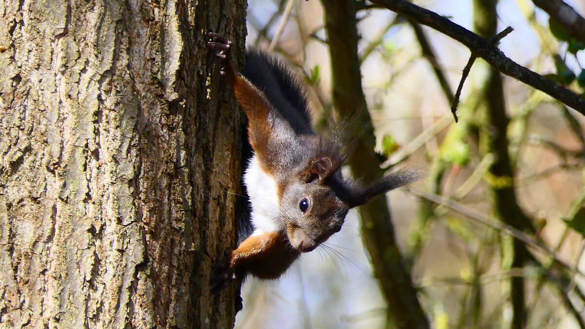+++++ - "The Natural World" Александер +++++ - "The Natural World" Александер