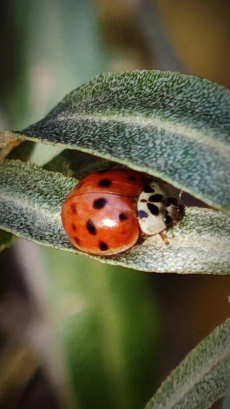 --- - Наталия 