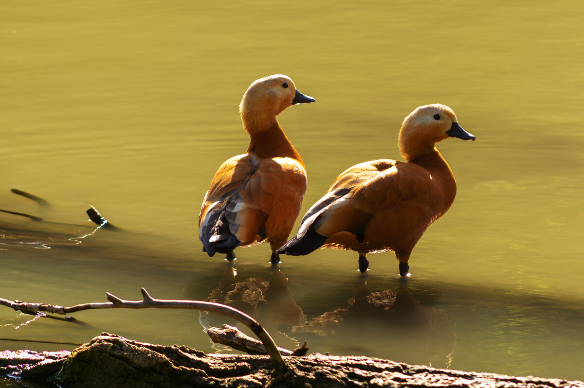 В ожидании - Игорь Протасов