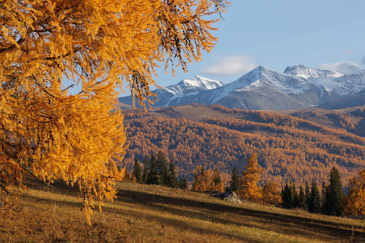 Золото Алтая - Sergey38 