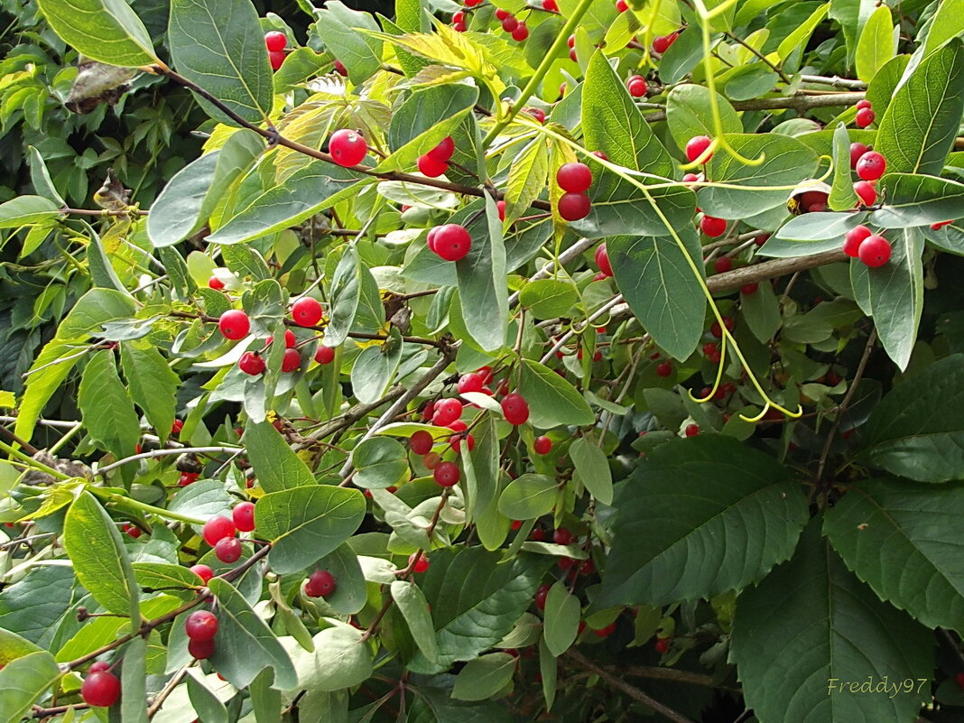 Жимолость - Freddy 97