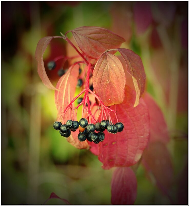 ЭТЮД... - Elvira E. 