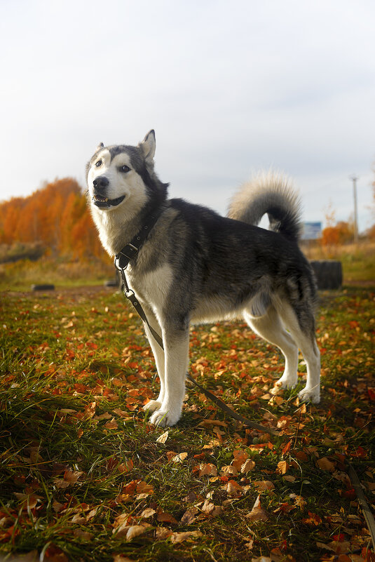 Ярик. - leff Postnov