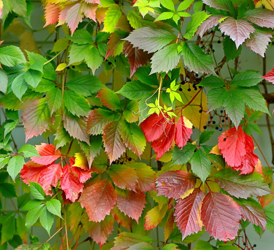 наслажденье красотой ... - Andrey Bragin 