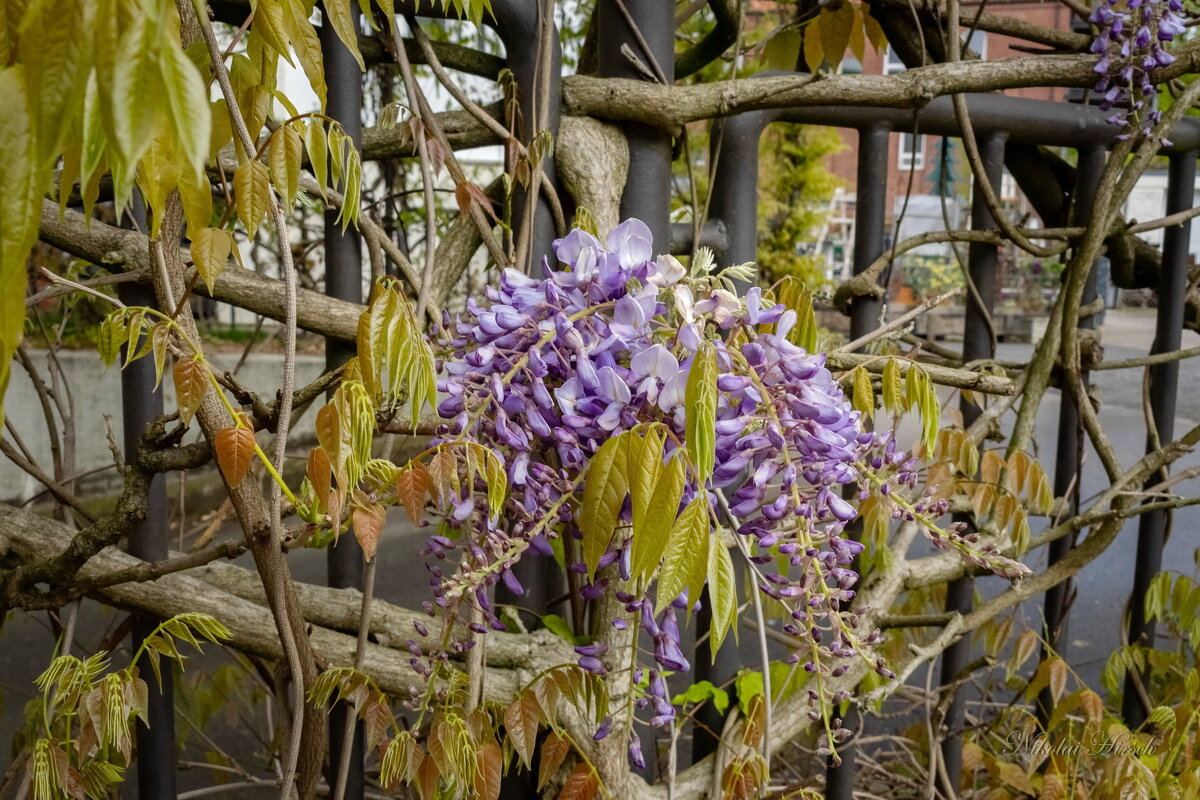 Апрельская глициния... - Николай Гирш