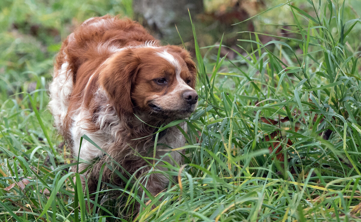 *** - Владимир Безбородов