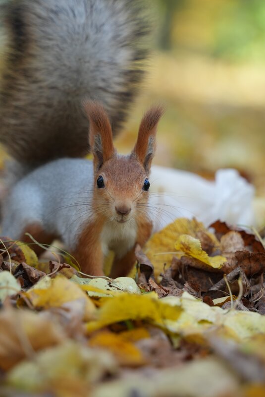 Белка в осеннем парке - Lersa 
