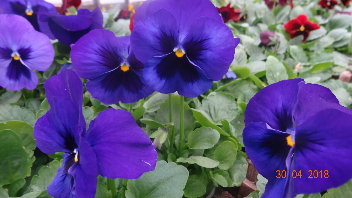 ВИОЛА - СЕРГЕЙ ФИЛОЧКИН