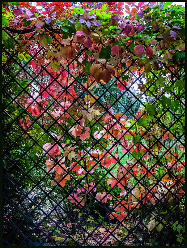 Осенняя решетка - Наталья Rosenwasser