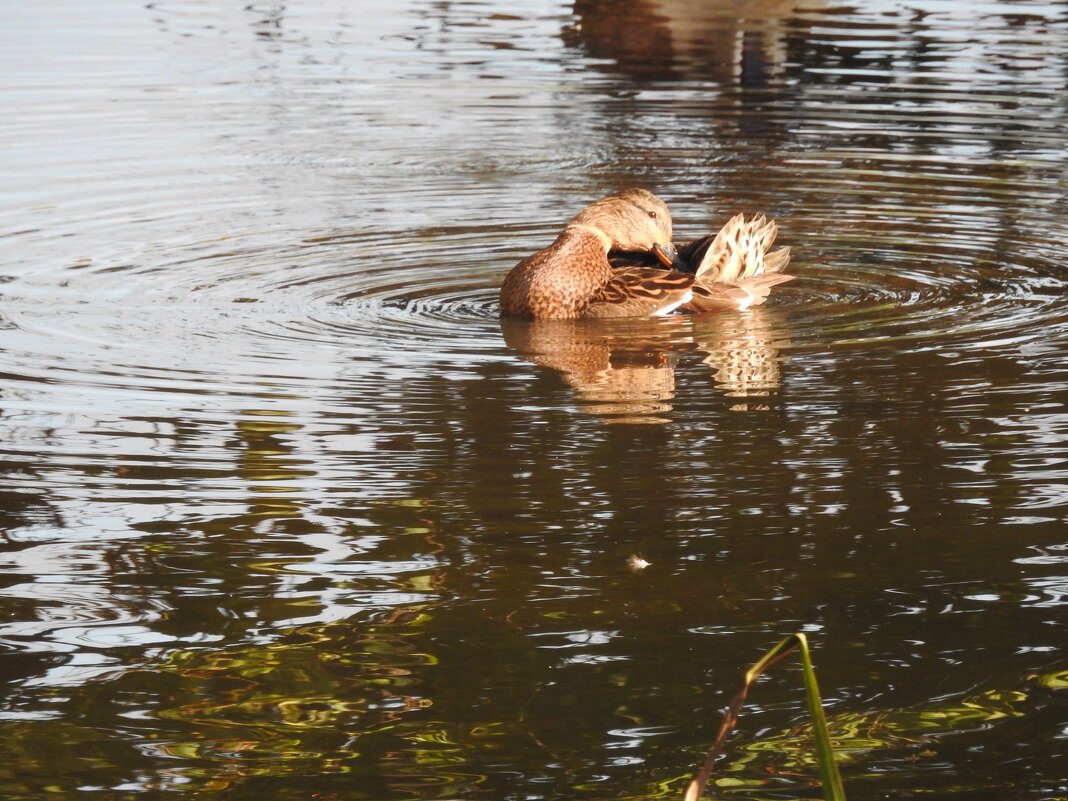 дикий мир осенью - ИННА ПОРОХОВА
