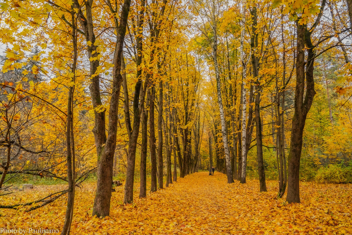 Золото октября... - Владимир Жданов