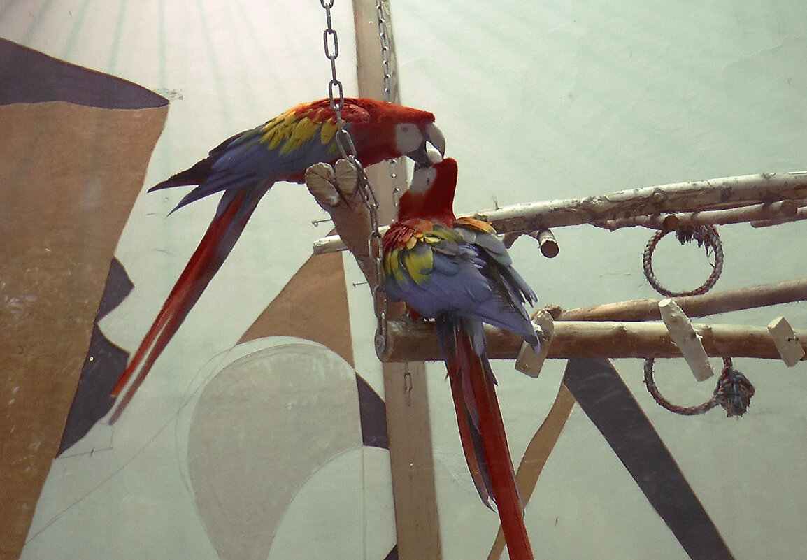 В московском зоопарке 11 октября 2025 года. - Игорь Олегович Кравченко