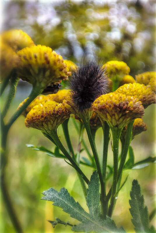 Последние (осенние) букашки 2025 . . - AZ east3