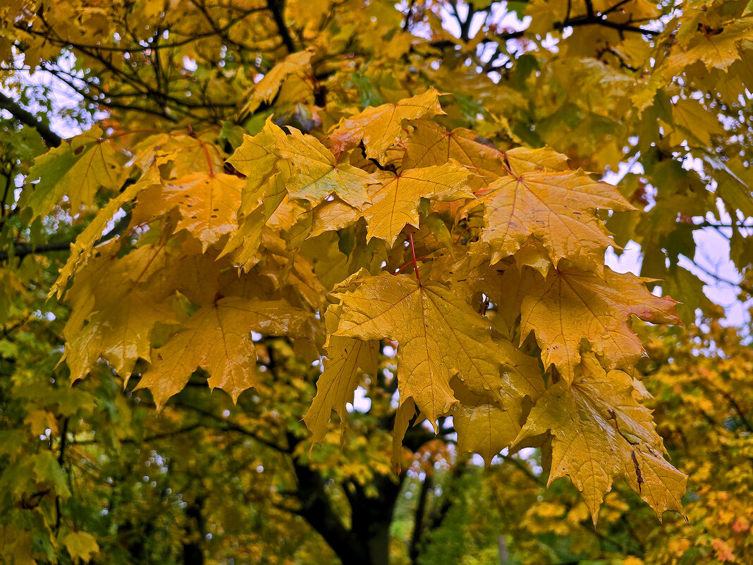 Золото осени - Nina Streapan