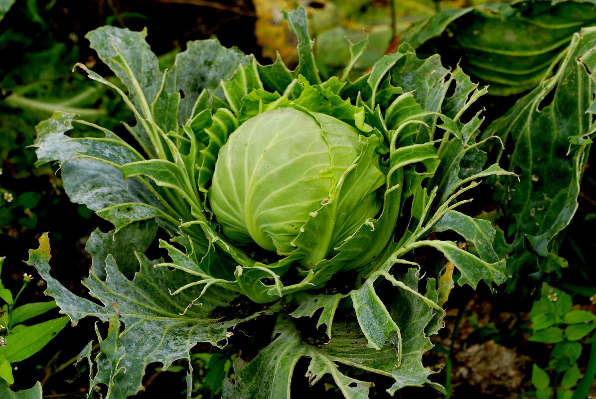 картинки октября 2 - Александр Прокудин