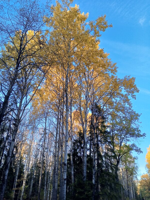 Осень - Сапсан 