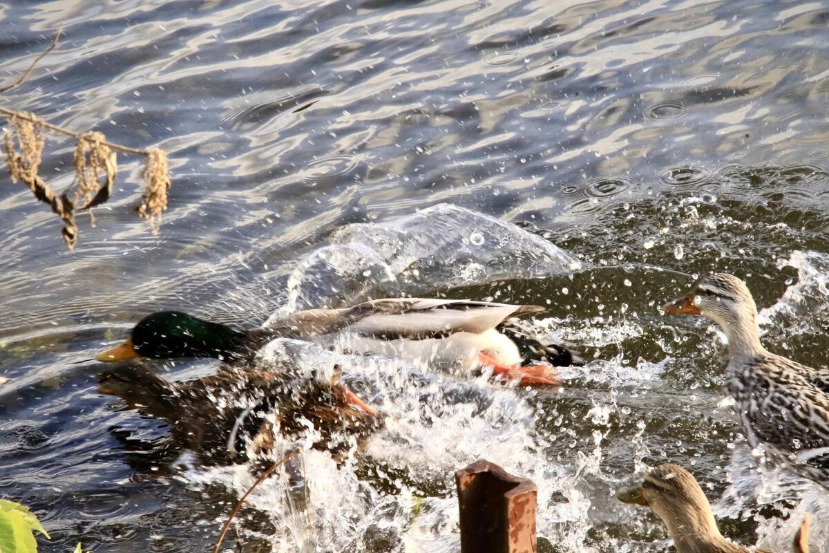 За кормом 2 - Виктория 