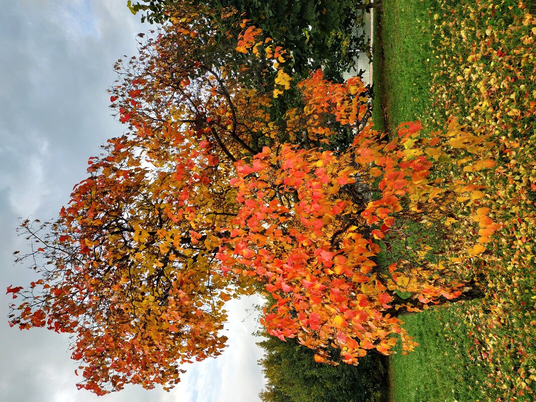 Золотая! - Андрей Лукьянов