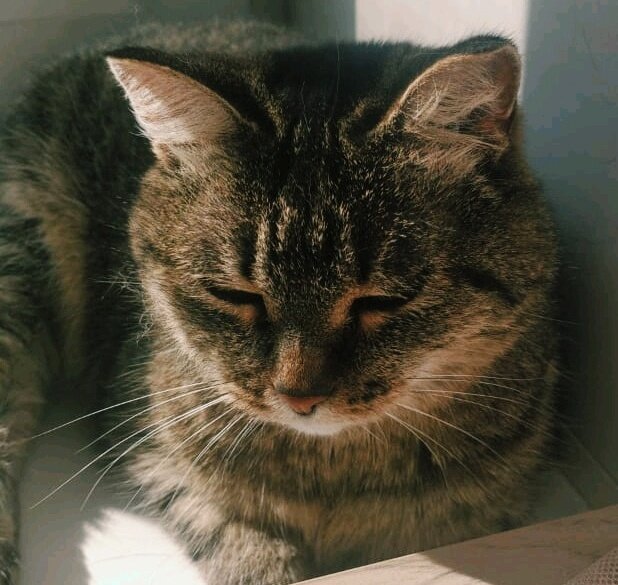 Марфа - Георгиевич 