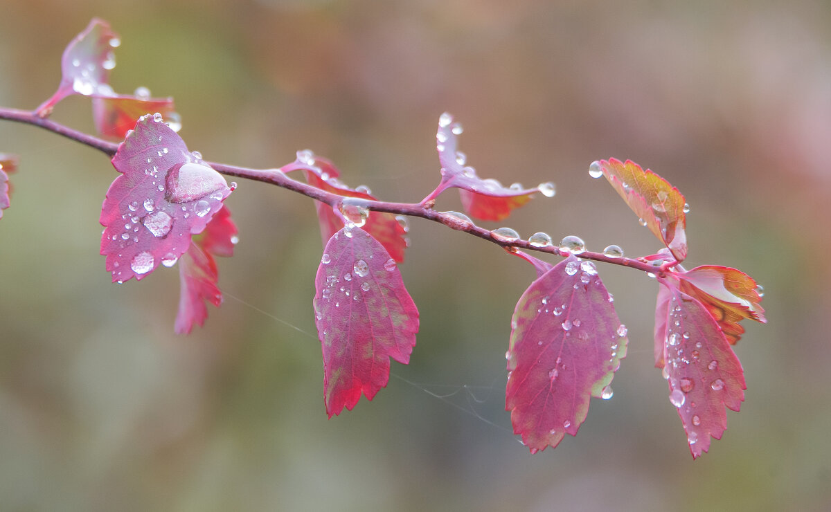 *** - Владимир Безбородов