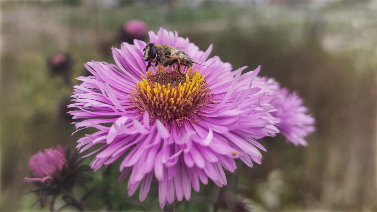 Последние (осенние) букашки 2025 . . - AZ east3 Последние (осенние) букашки 2025 . . - AZ east3