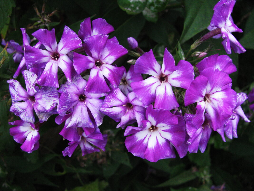 Радуют красотой - Людмила Смородинская