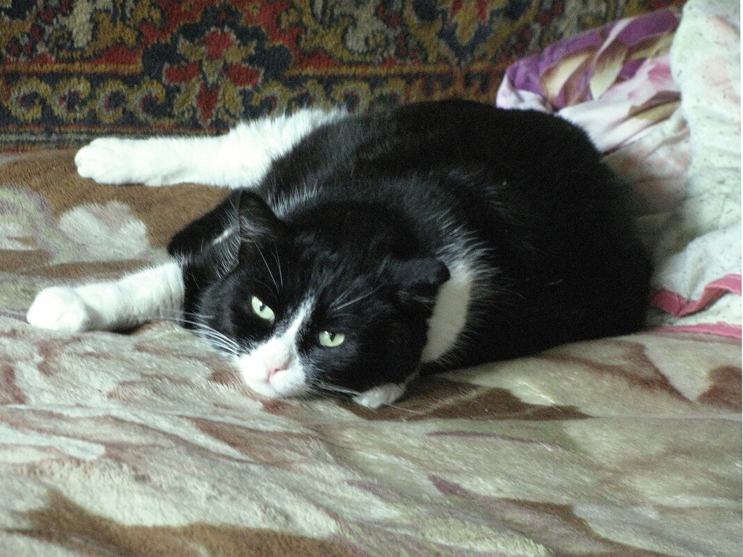 Проснулся, а вставать не хочется - Людмила Смородинская