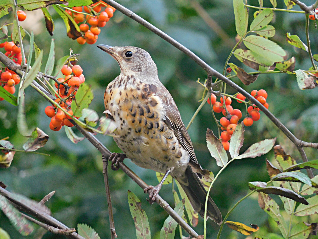 Дрозд-рябинник - Лина 
