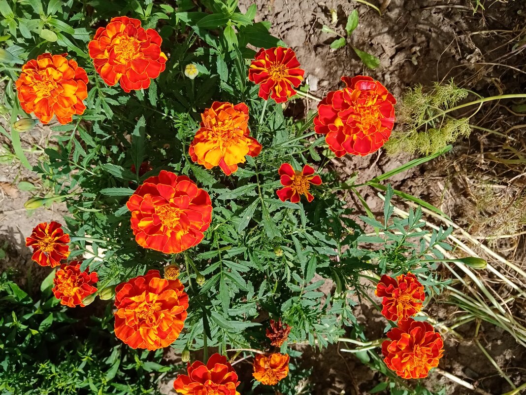 Цветы. - Владимир Драгунский Цветы. - Владимир Драгунский