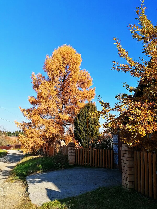 Лиственица в осеннем наряде - Александр Щеклеин