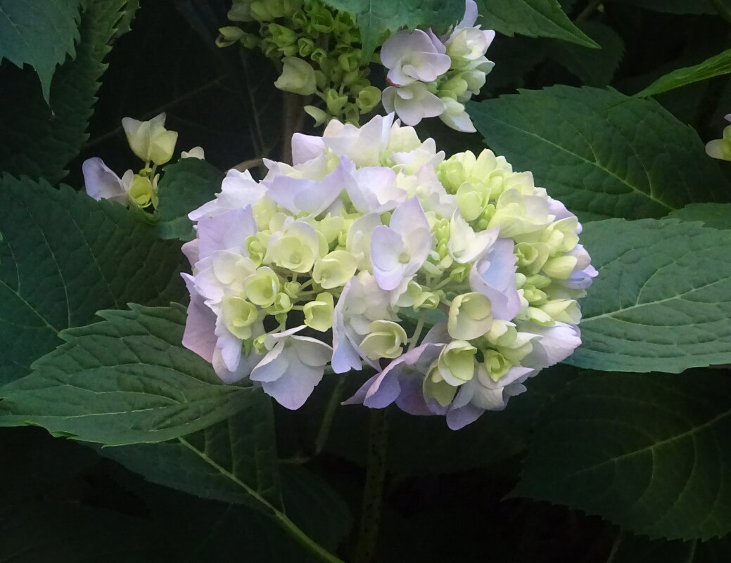 Гортензия - PRP 