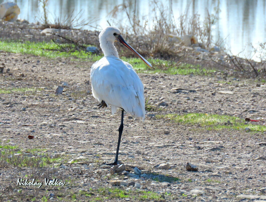 Колпица - Николай Волков