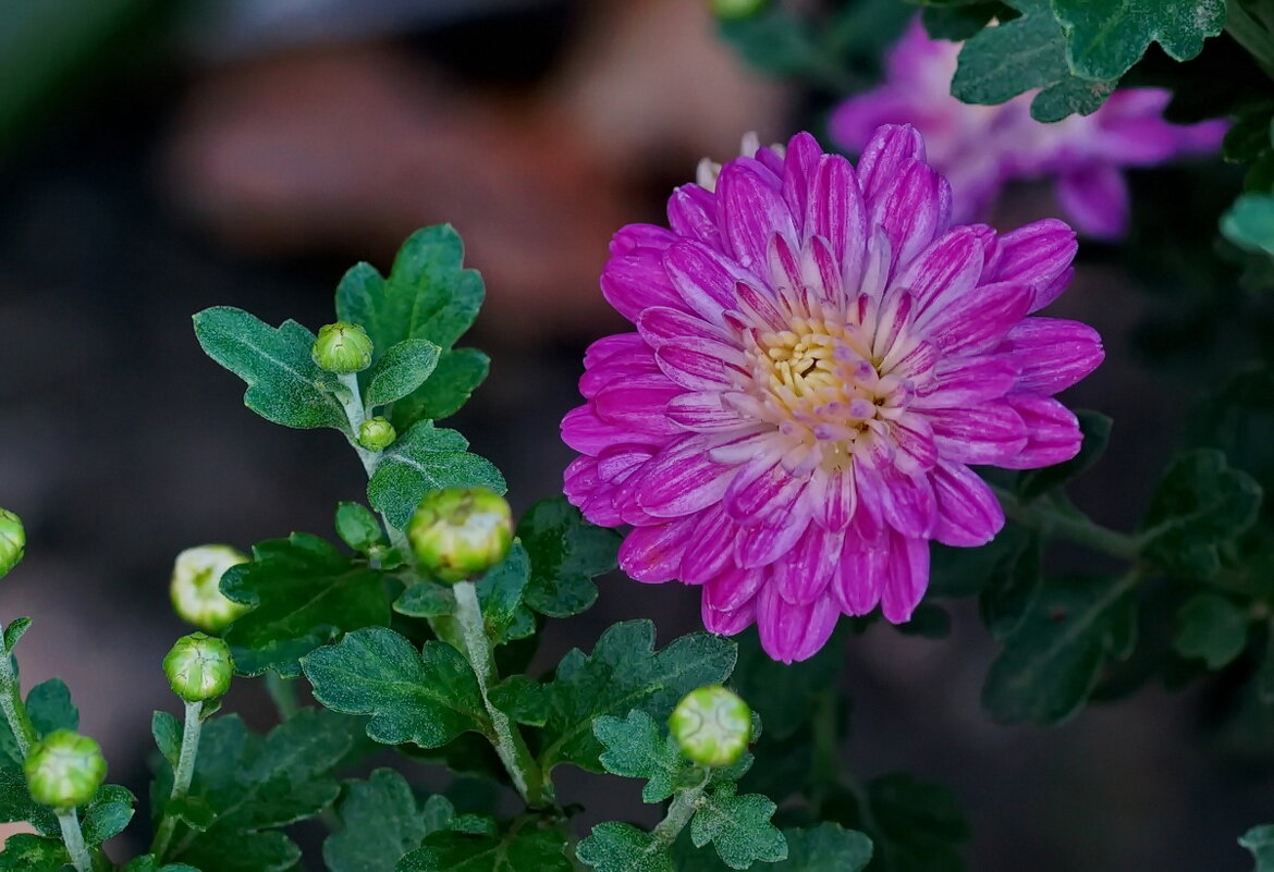 Цветок Осени... - Николай Саржанов
