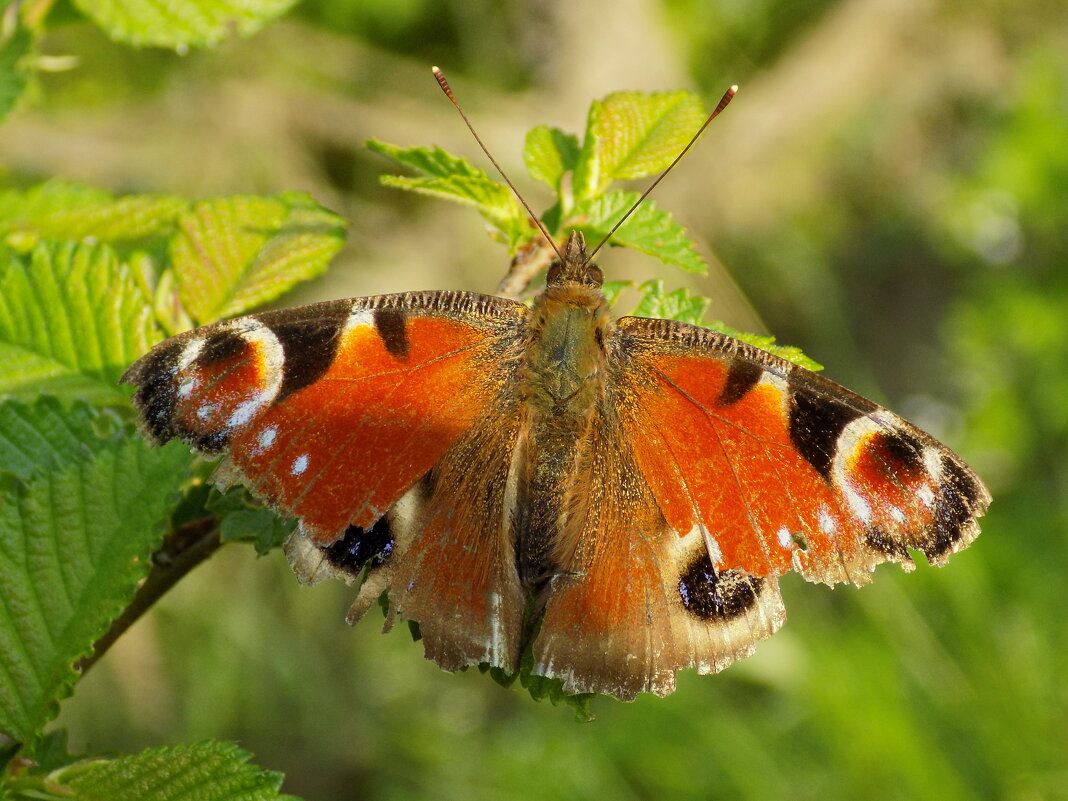 Павлиний глаз видавший виды... - Константин Штарк