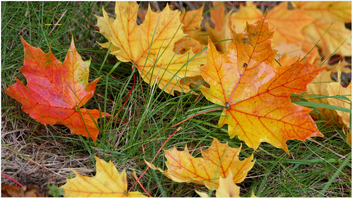 Осенние листья в тревоге вопят: «Всё гибнет, всё гибнет! Ты черен и гол, - "The Natural World" Александер