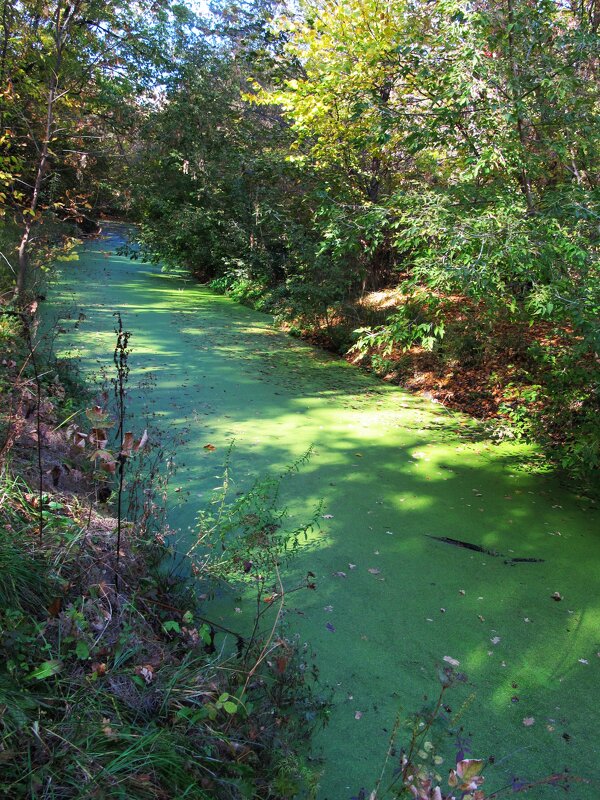течёт зелёная река - Елена Шаламова