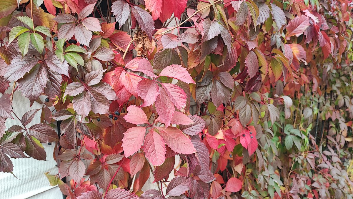 ,,, - Сергей Тимоновский