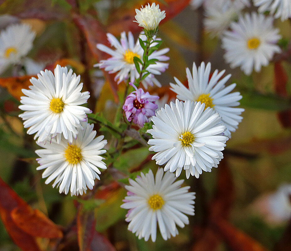 Белые сентябринки - Светлана 