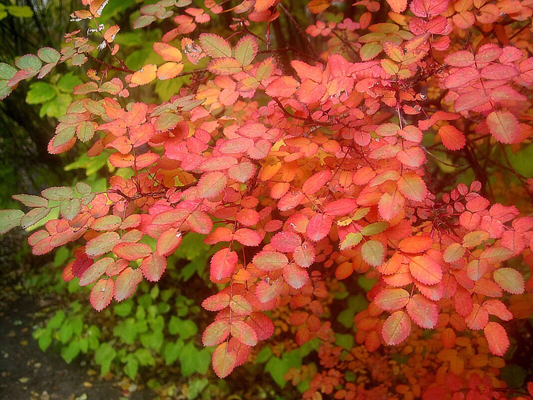 Осенний интерьер - Елена Семигина