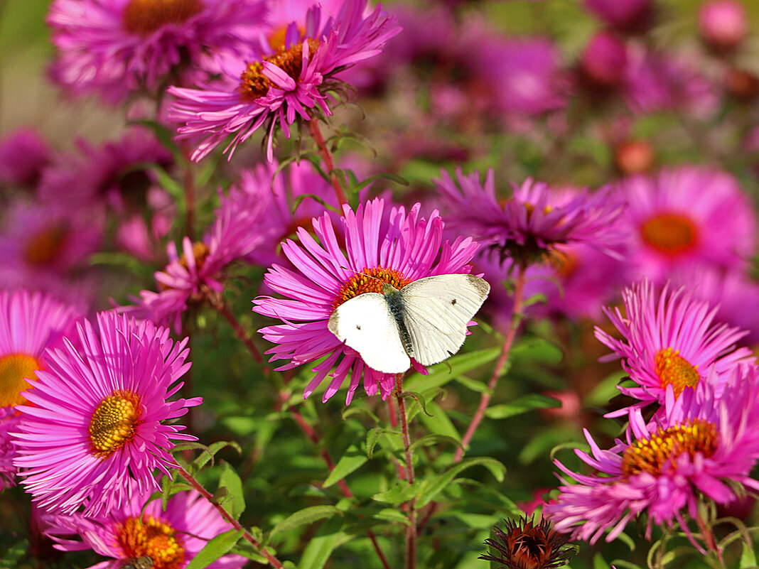 Белянка - Светлана Белянка - Светлана