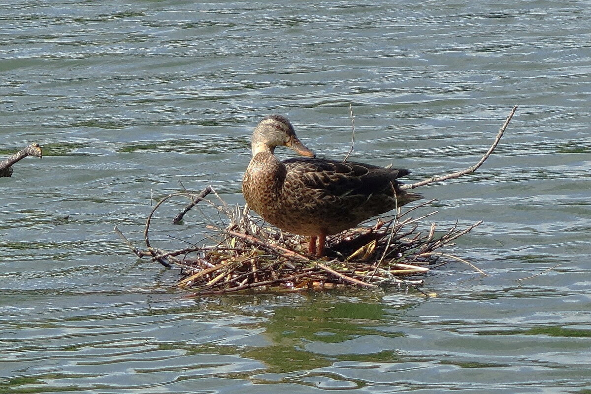 Кряква на гнезде камышницы - Рита Симонова