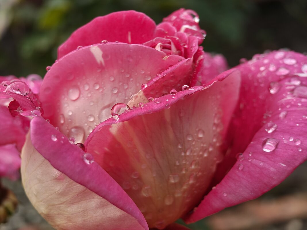 Роза после дождя - Валерий Ткаченко